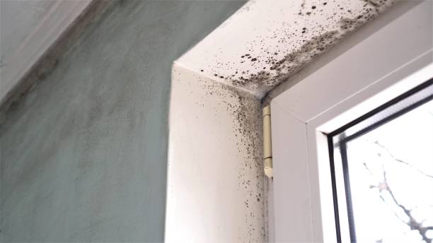 Best Post-Flood Mold Remediation in Keansburg, NJ