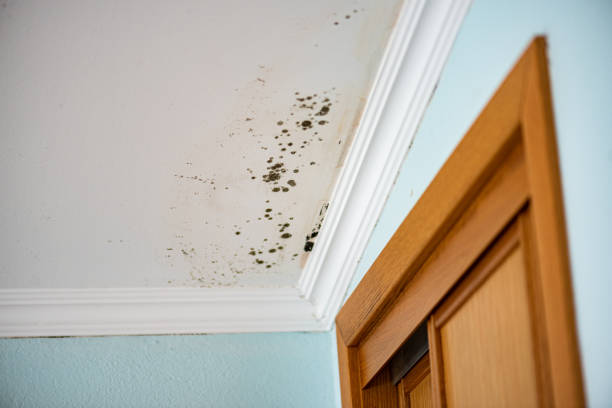Best Black Mold Remediation in Keansburg, NJ