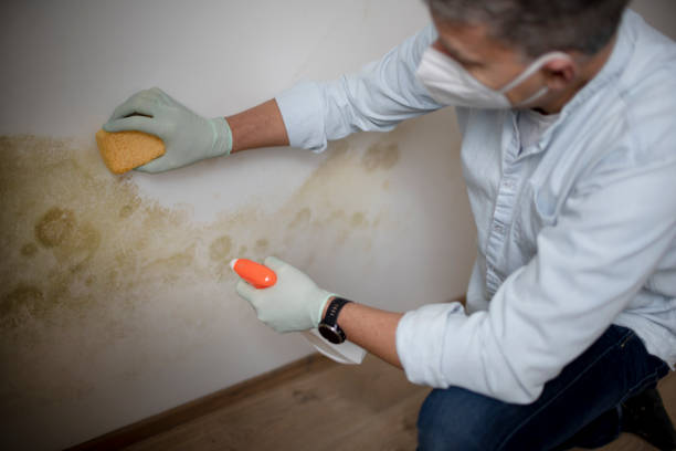 Best Crawl Space Mold Remediation in Keansburg, NJ