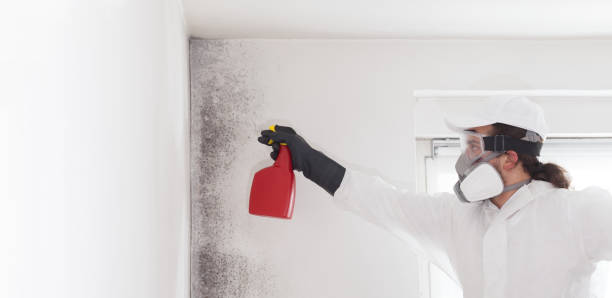 Best Residential Mold Remediation in Keansburg, NJ