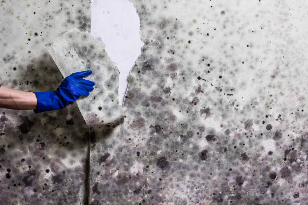 Best Basement Mold Remediation in Keansburg, NJ