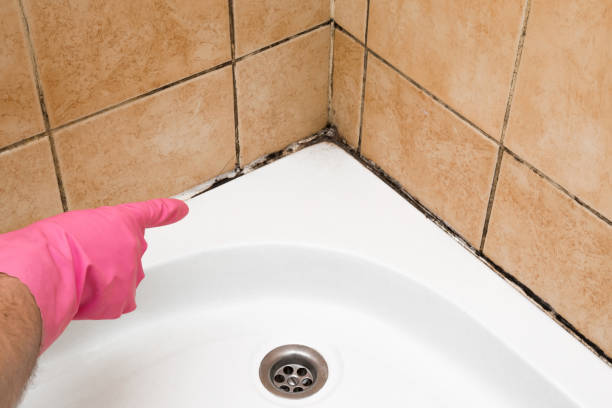 Best Residential Mold Remediation in Keansburg, NJ